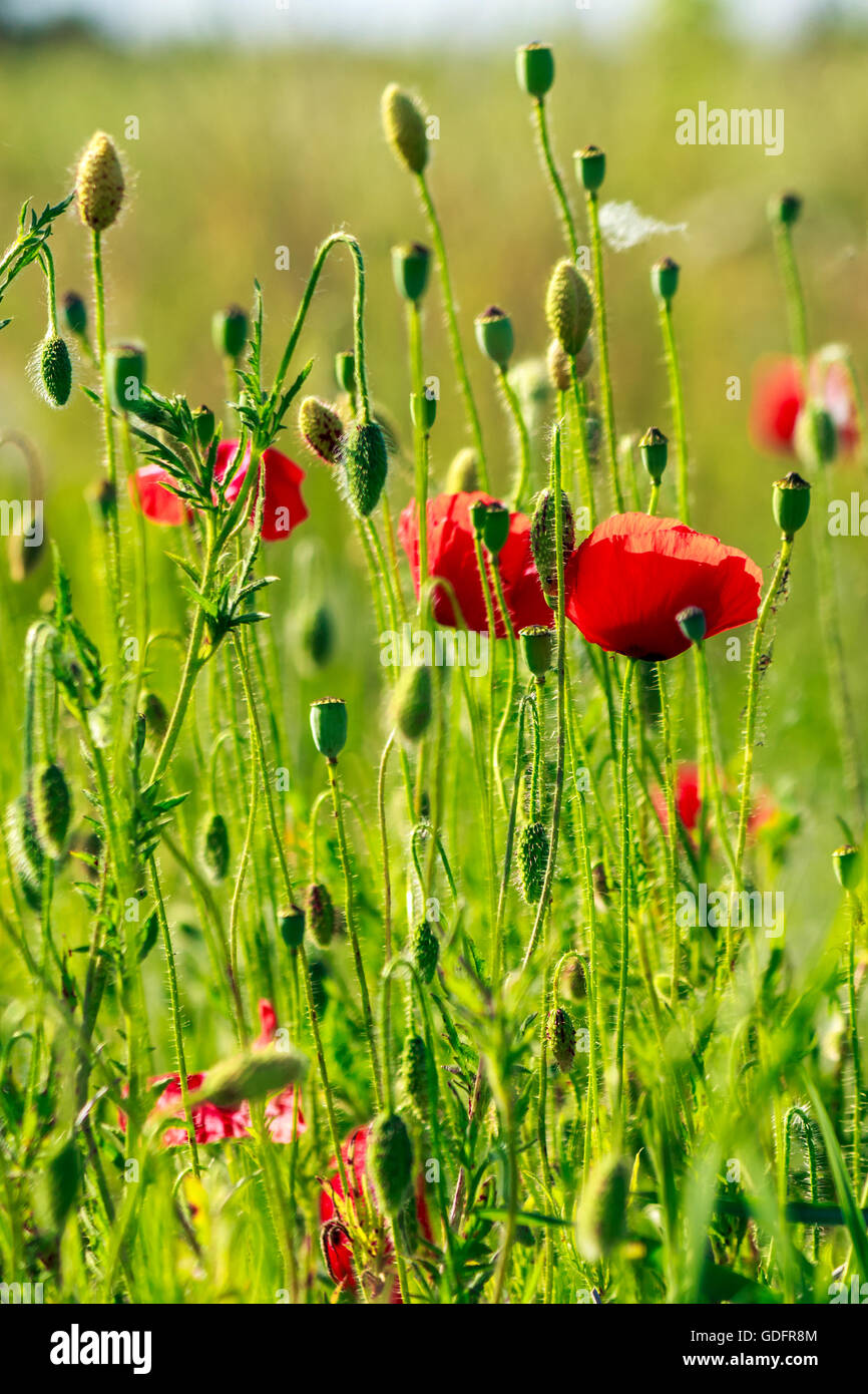 one big red poppy flower in the green wheat field in summer Stock Photo