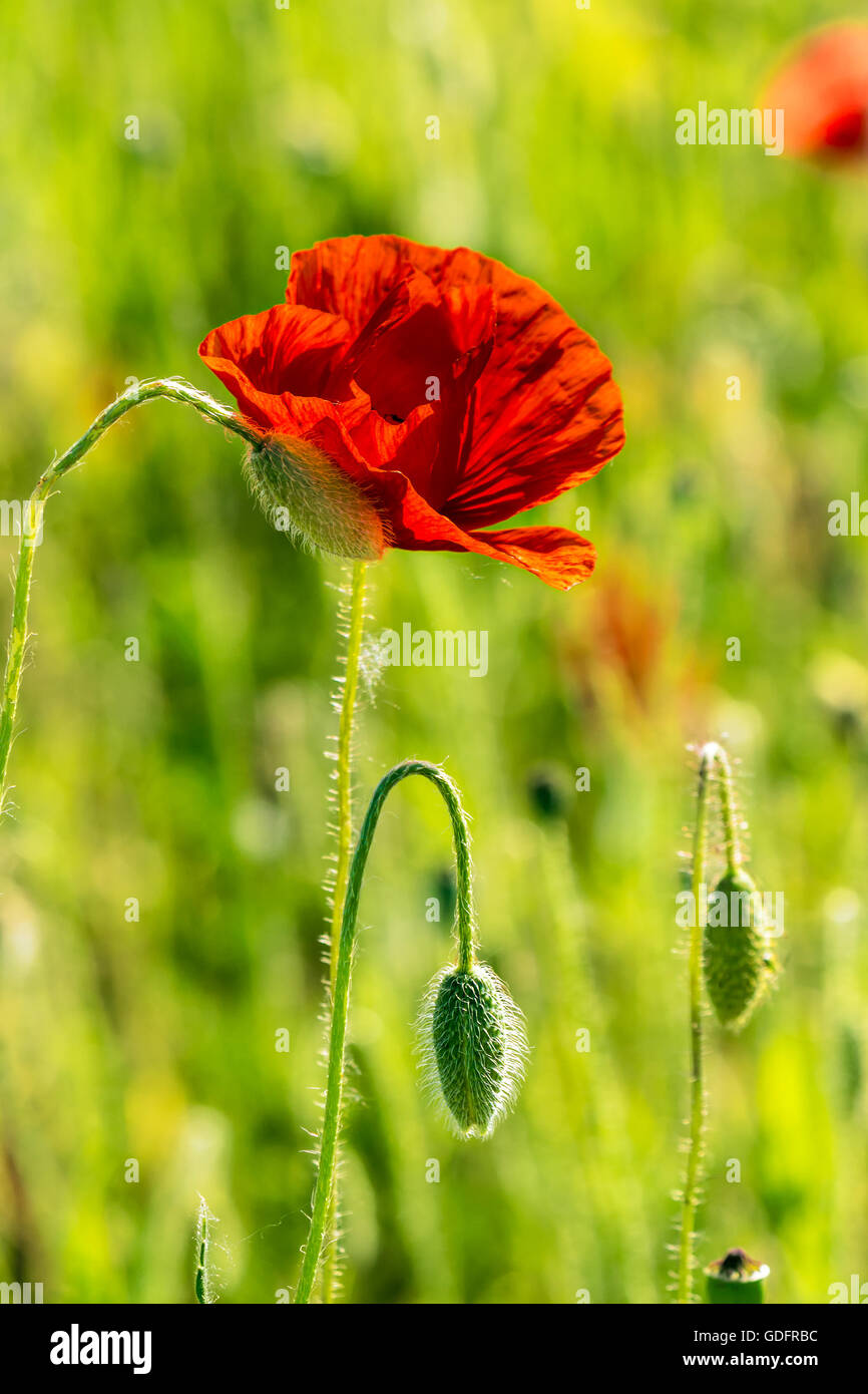 one big red poppy flower in the green wheat field in summer Stock Photo