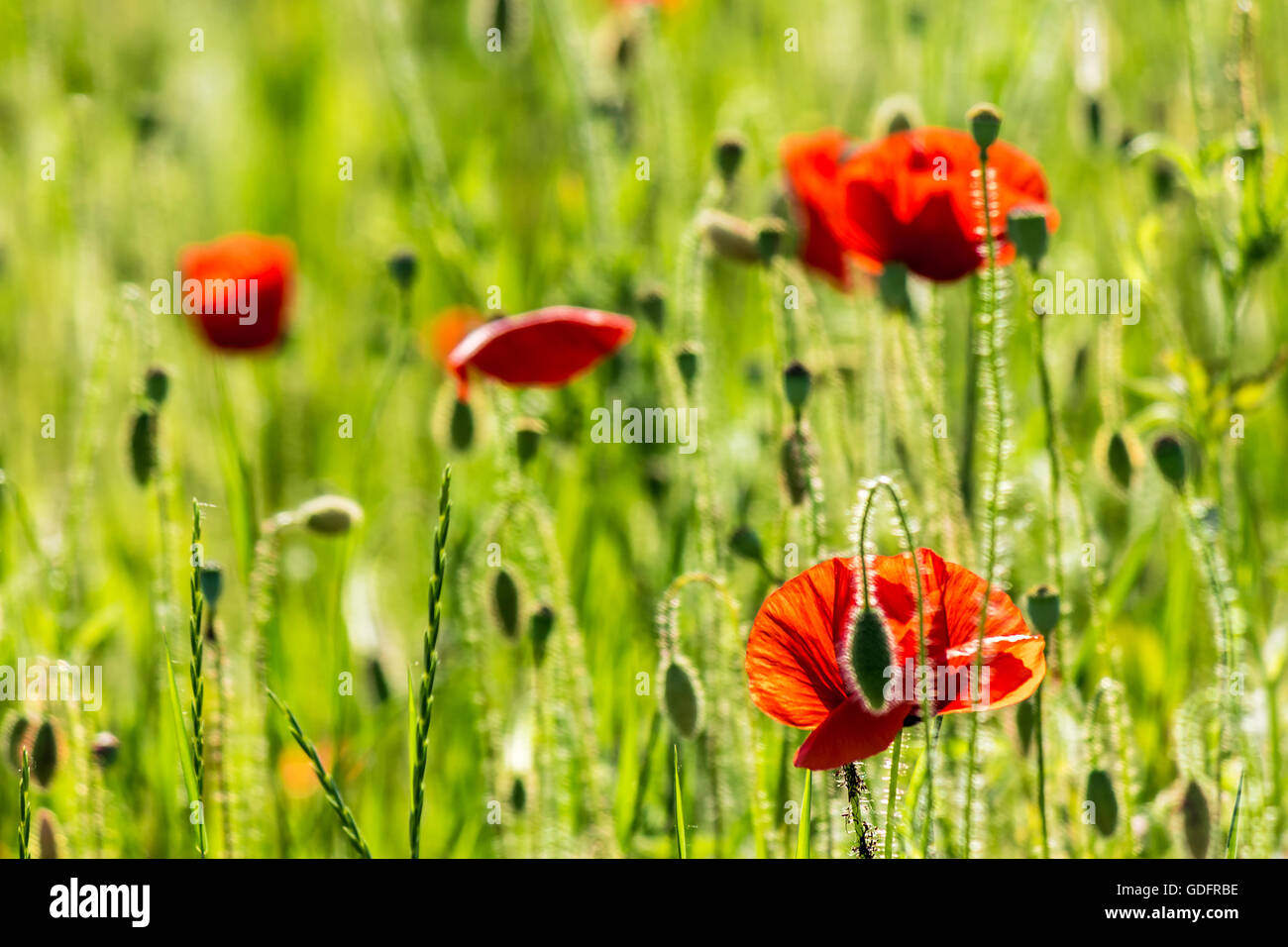 few big red poppy flowers in the green wheat field in summer Stock Photo