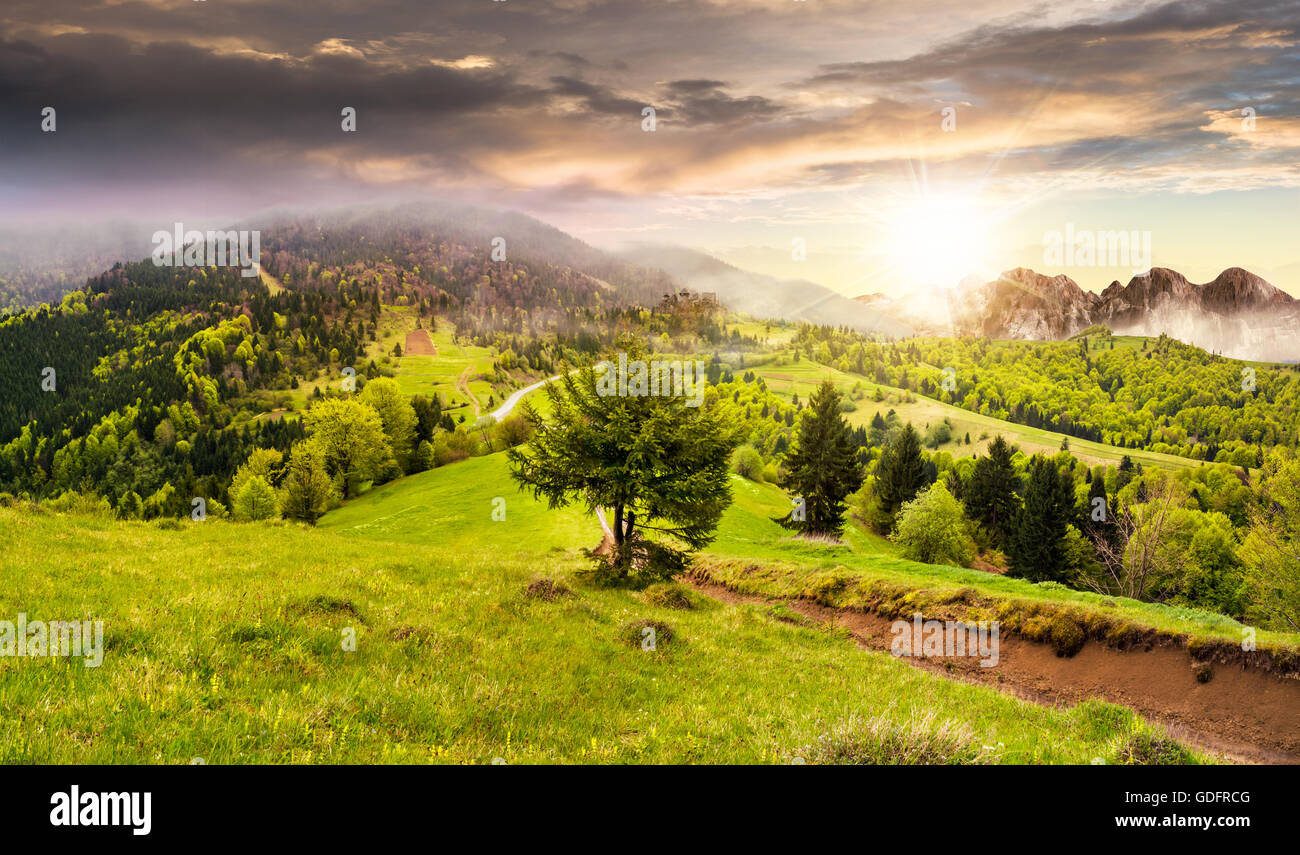 composite summer landscape. fog in conifer forest surrounds the castle ...