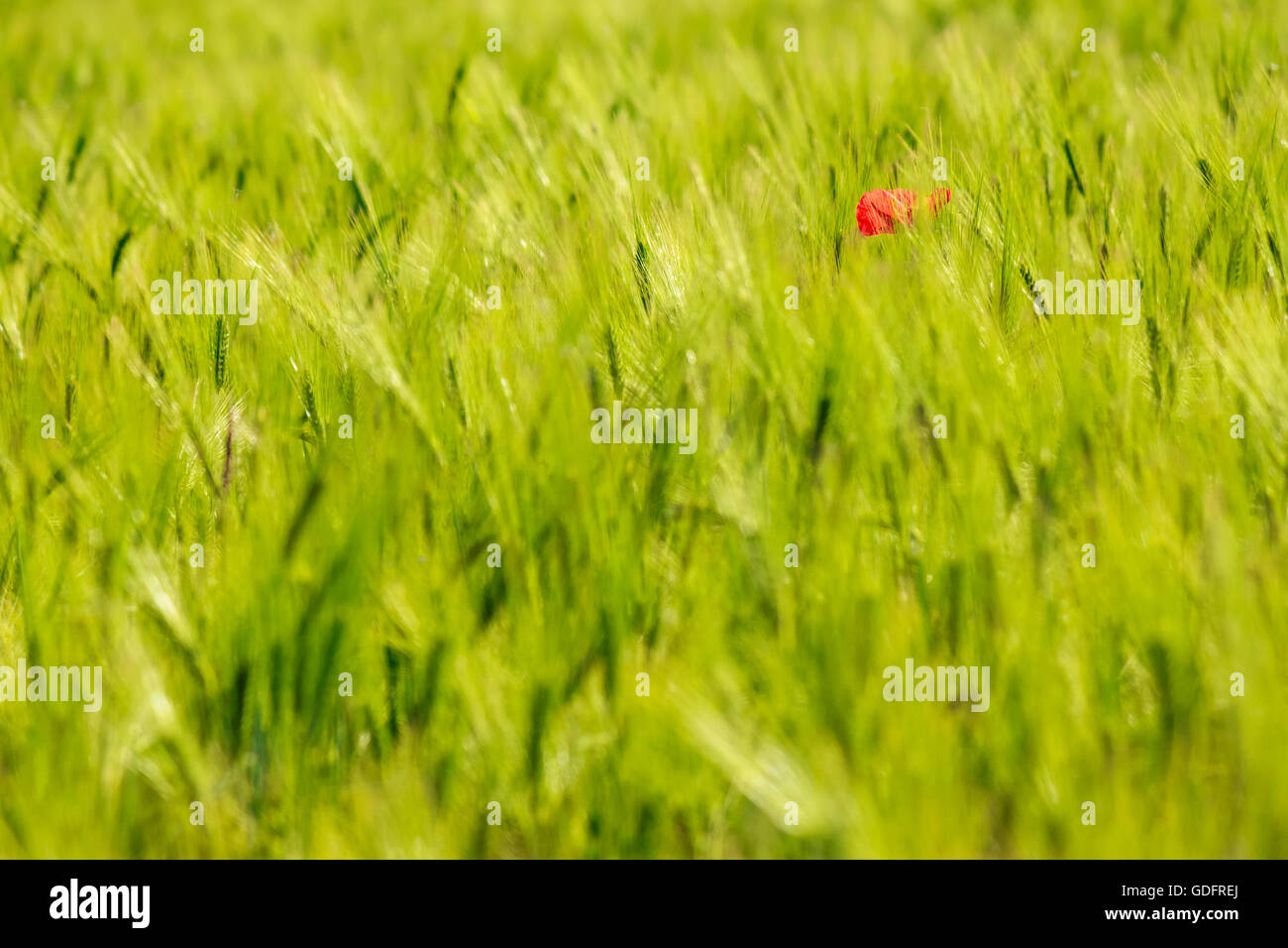 one big red poppy flower in the green wheat field with shallow depth of field Stock Photo