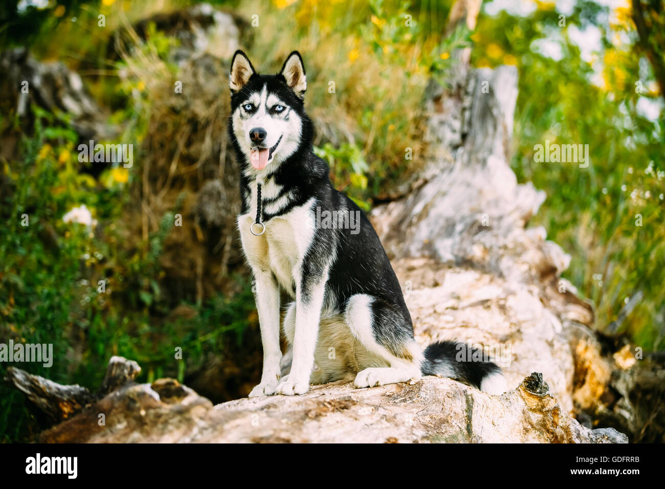 Young Husky Dog Sitting On Trunk Of A Fallen Tree. Summer Season Stock Photo