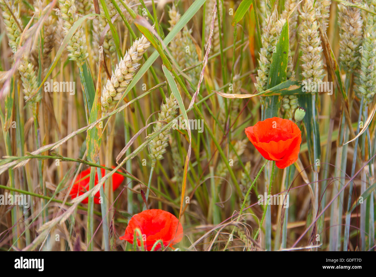 Red poppy in wheat field close up view Stock Photo