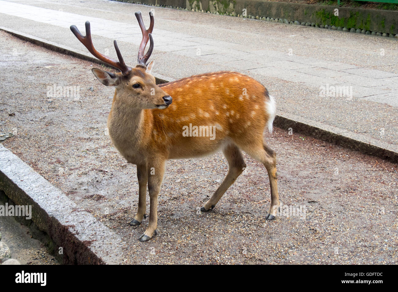 A sika deer in Nara Park. Stock Photo