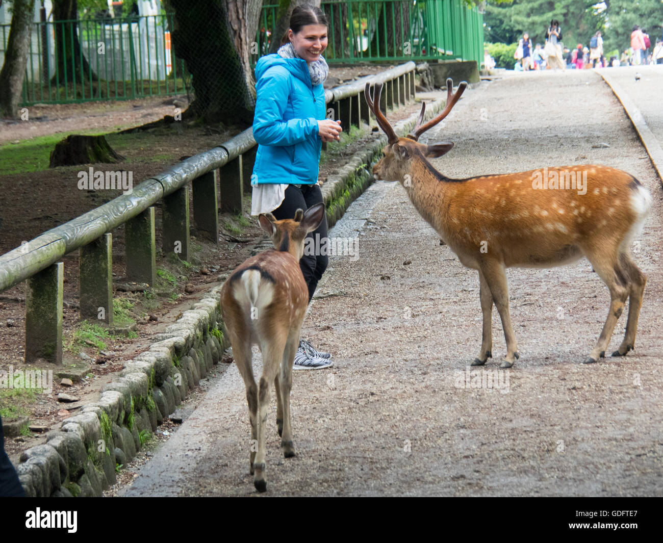 A tourist feeding Shika Senbei, deer crackers, to sika deers in Nara Park. Stock Photo