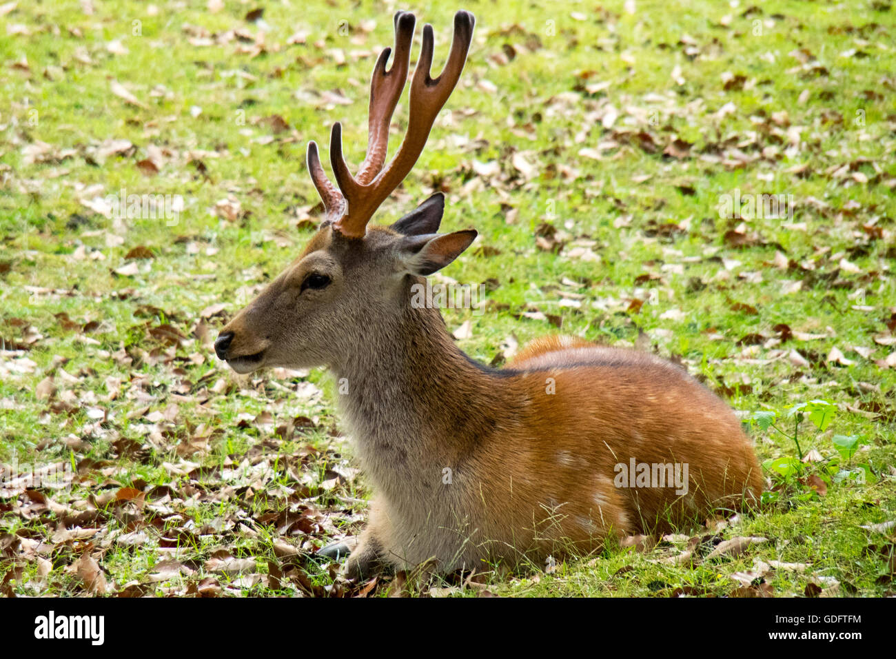 A sika deer in Nara Park. Stock Photo