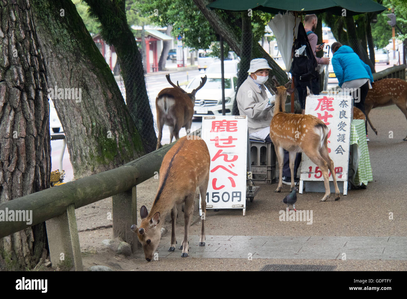A vendor selling deer biscuits to tourists for feeding the deer in Nara Park. Stock Photo