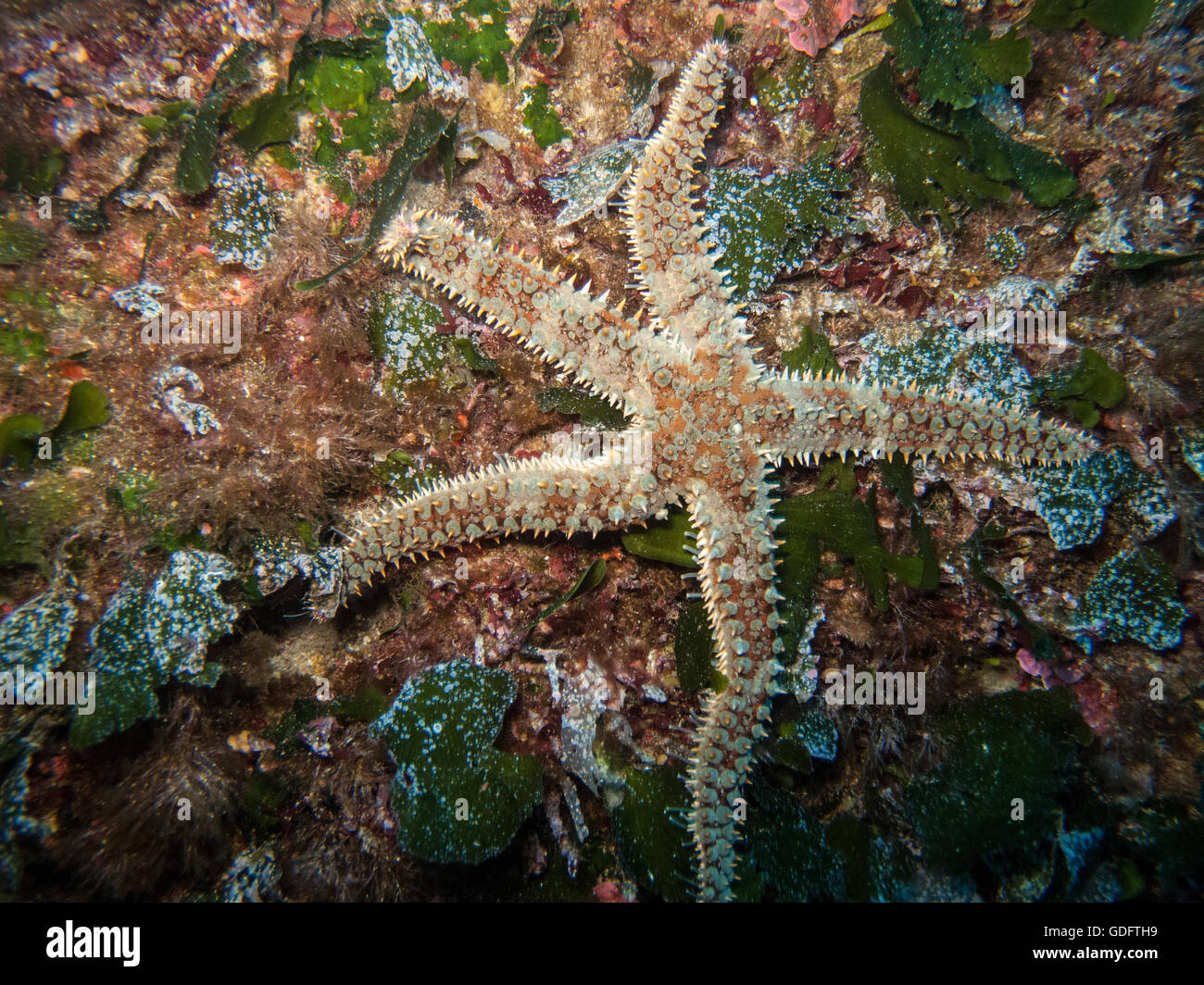 Spiny Starfish (Marthasterias glacialis), on a reef Stock Photo