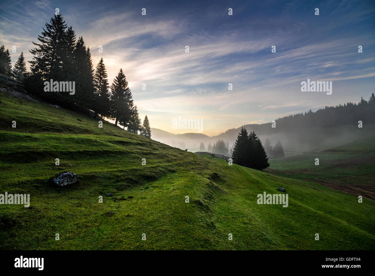 Fog Between Fir Trees Hi Res Stock Photography And Images Alamy