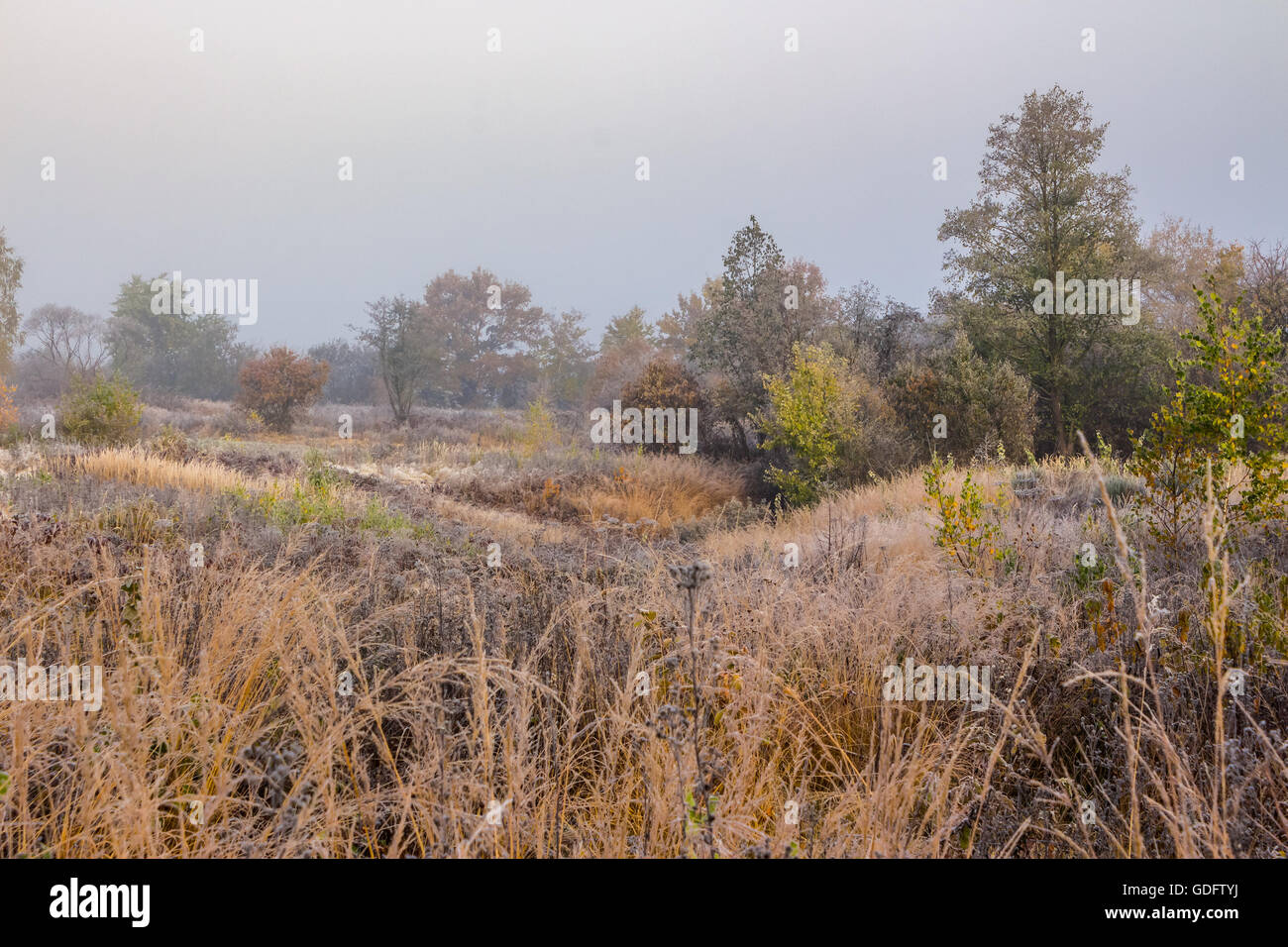 Frosted field grass dawn hi-res stock photography and images - Alamy
