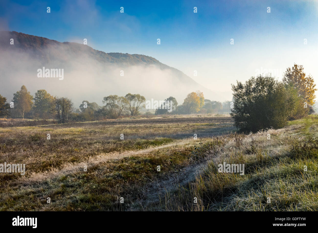 morning fog among trees on meadow in mountains under clear sky in ...