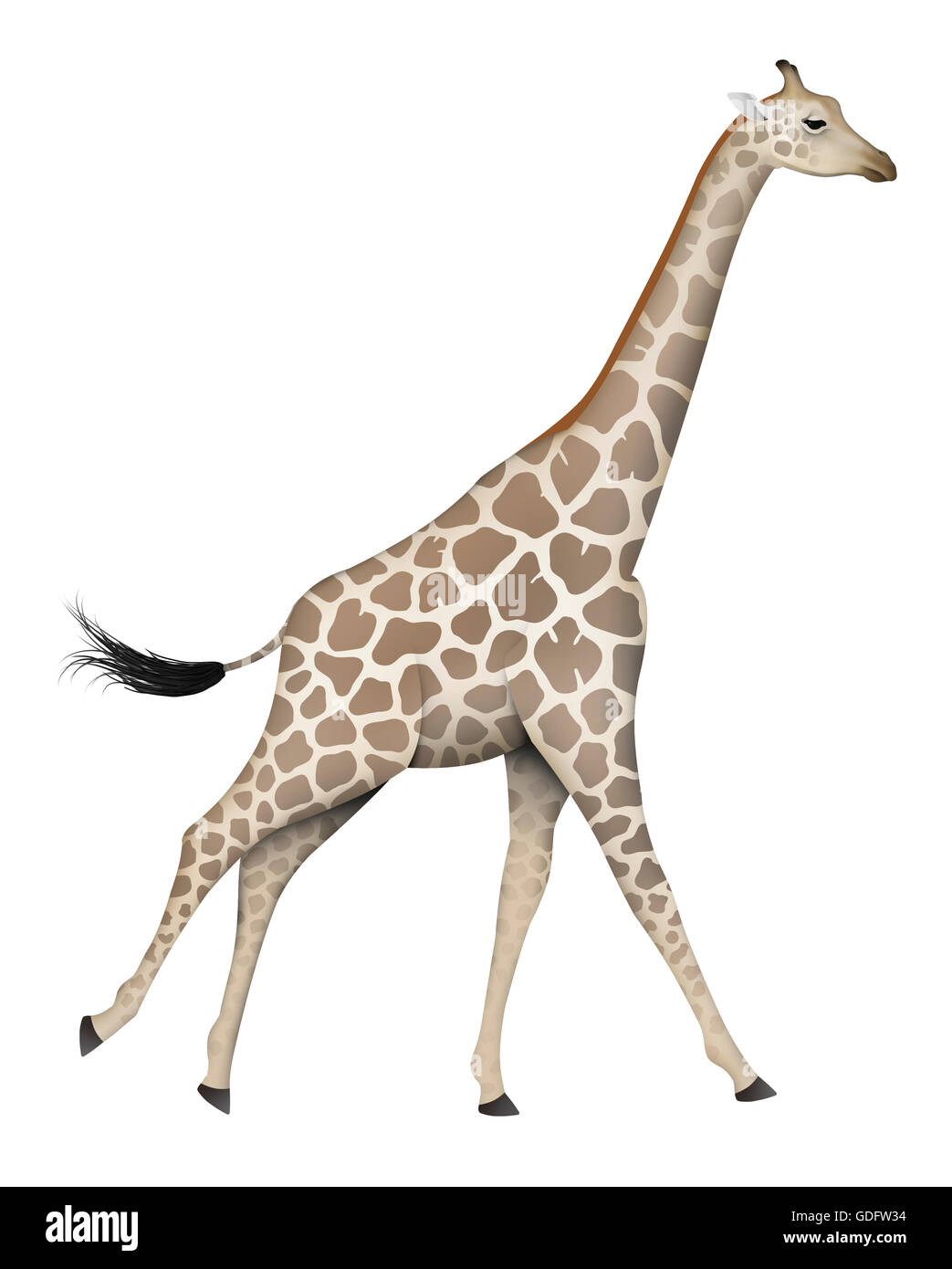 Angolan Giraffe (Giraffa camelopardalis angolensis). Adult female. The Angolan Giraffe range across southern Botswana and into n Stock Photo