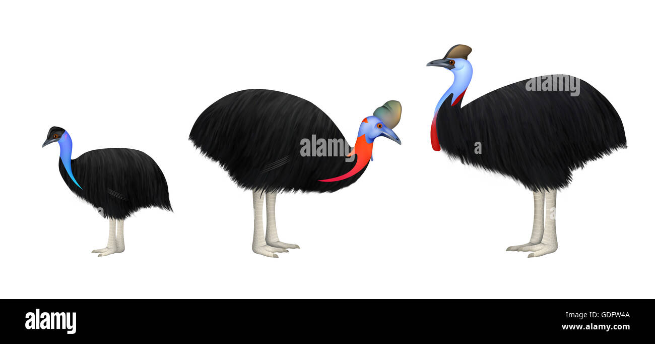 The three extant species of Cassowary to scale. Left to right, Dwarf , Single Wattled and Double Wattled Cassowary Stock Photo
