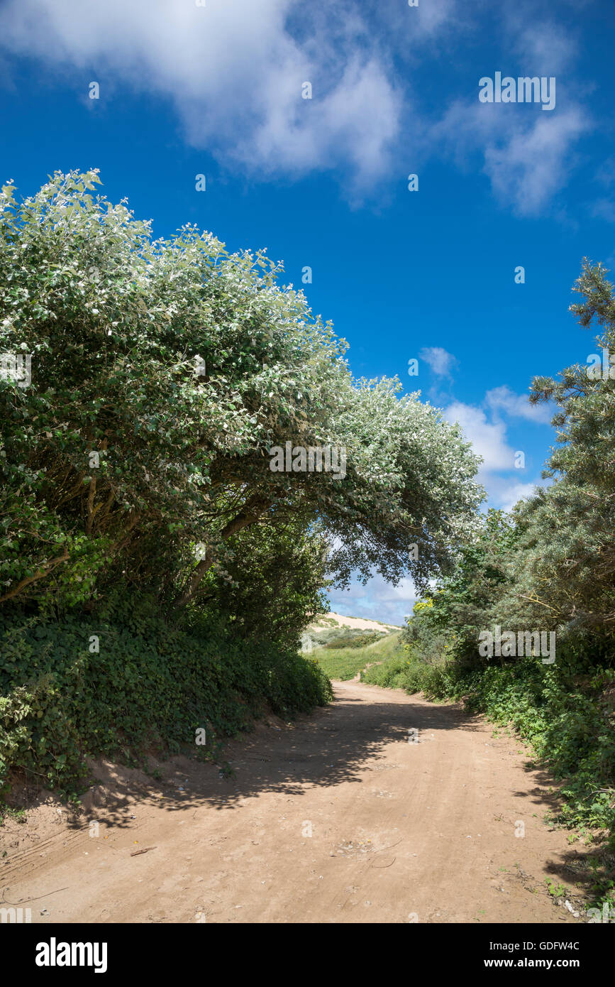 Sandy path at Formby point with White Poplar trees against a blue sky. Stock Photo