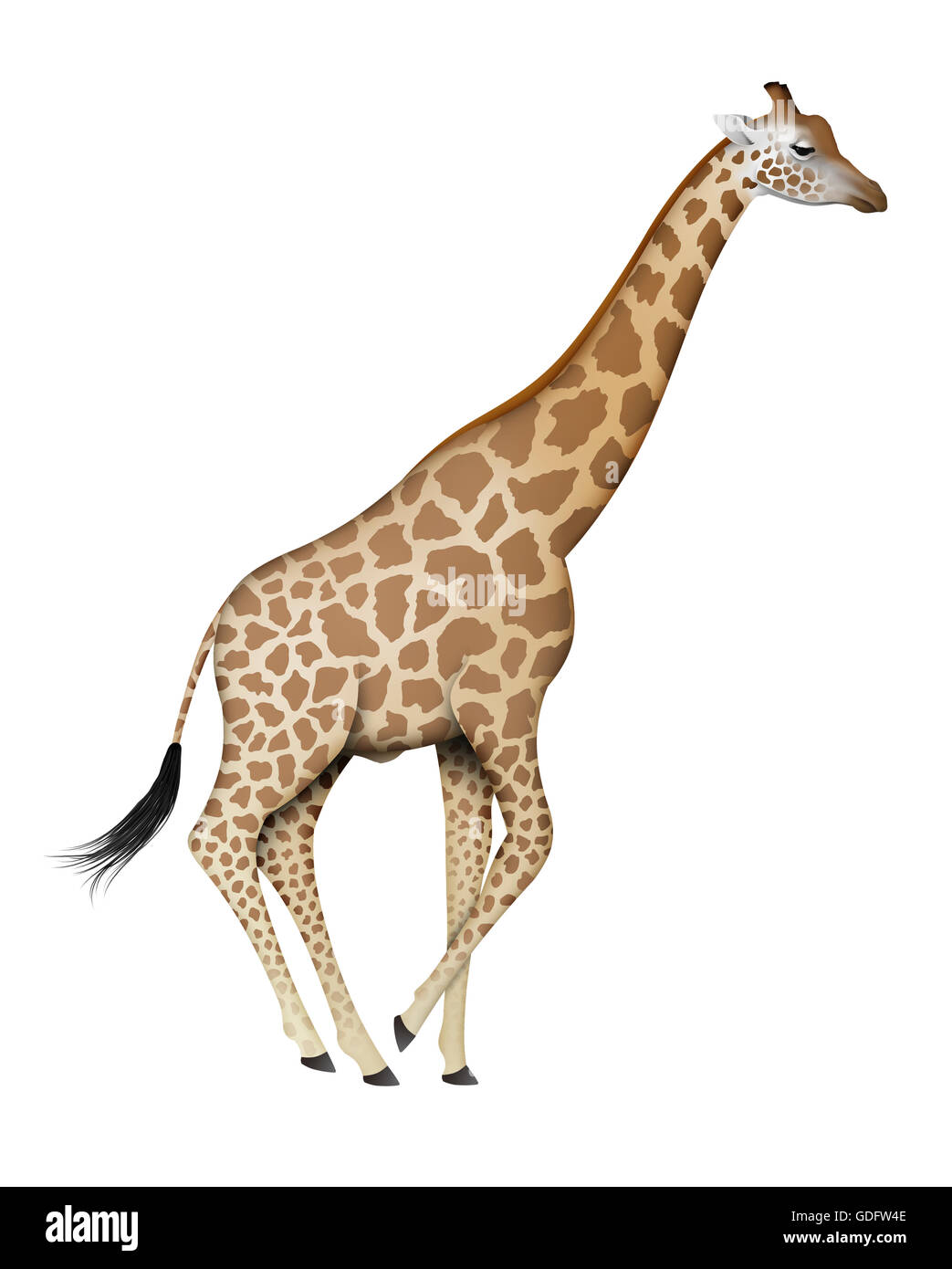 Kordofan Giraffe (Giraffa camelopardalis antiquorum). Adult male. Stock Photo