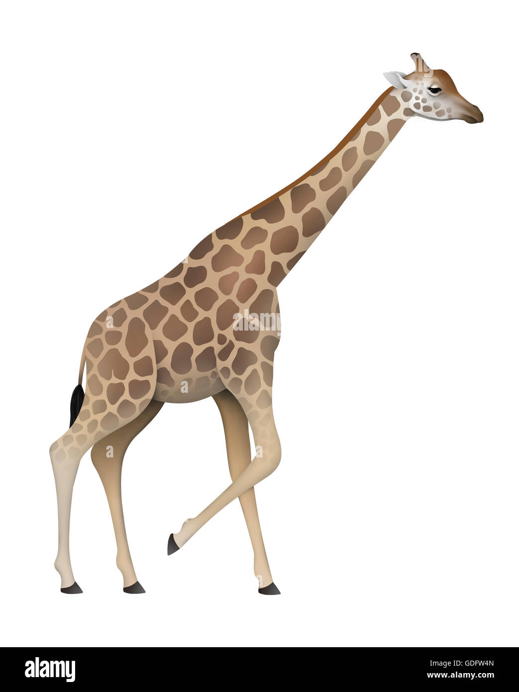Nubian Giraffe (Giraffa camelopardalis camelopardalis). Adult female. Stock Photo