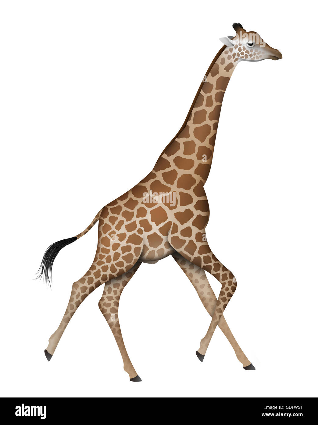 South African Giraffe (Giraffa camelopardalis giraffa). Adult male. The ...