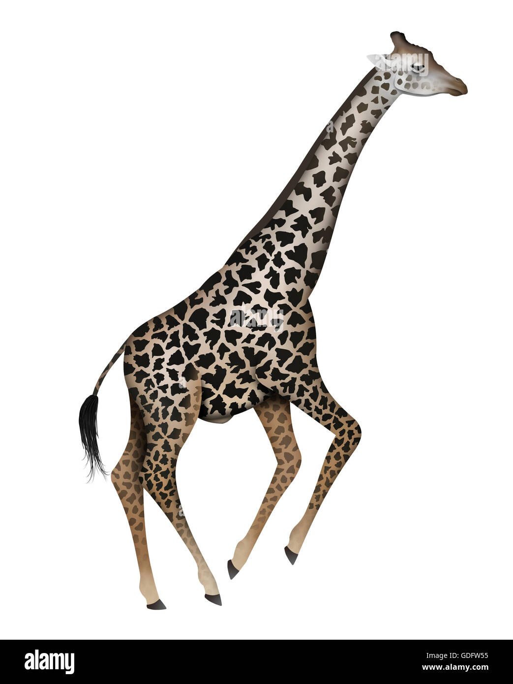 Thornicroft Giraffe (Giraffa camelopardalis thornicrofti). Adult male. The Thornicroft Giraffe is resident in Zambia where it is Stock Photo