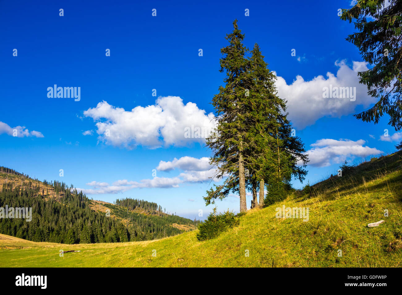 Meadow summer tree hi-res stock photography and images - Alamy