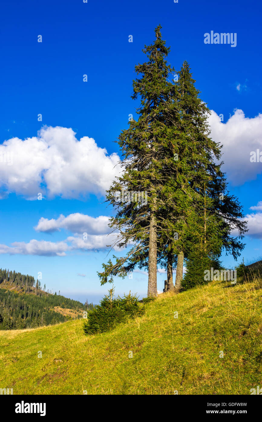Meadow summer tree hi-res stock photography and images - Alamy