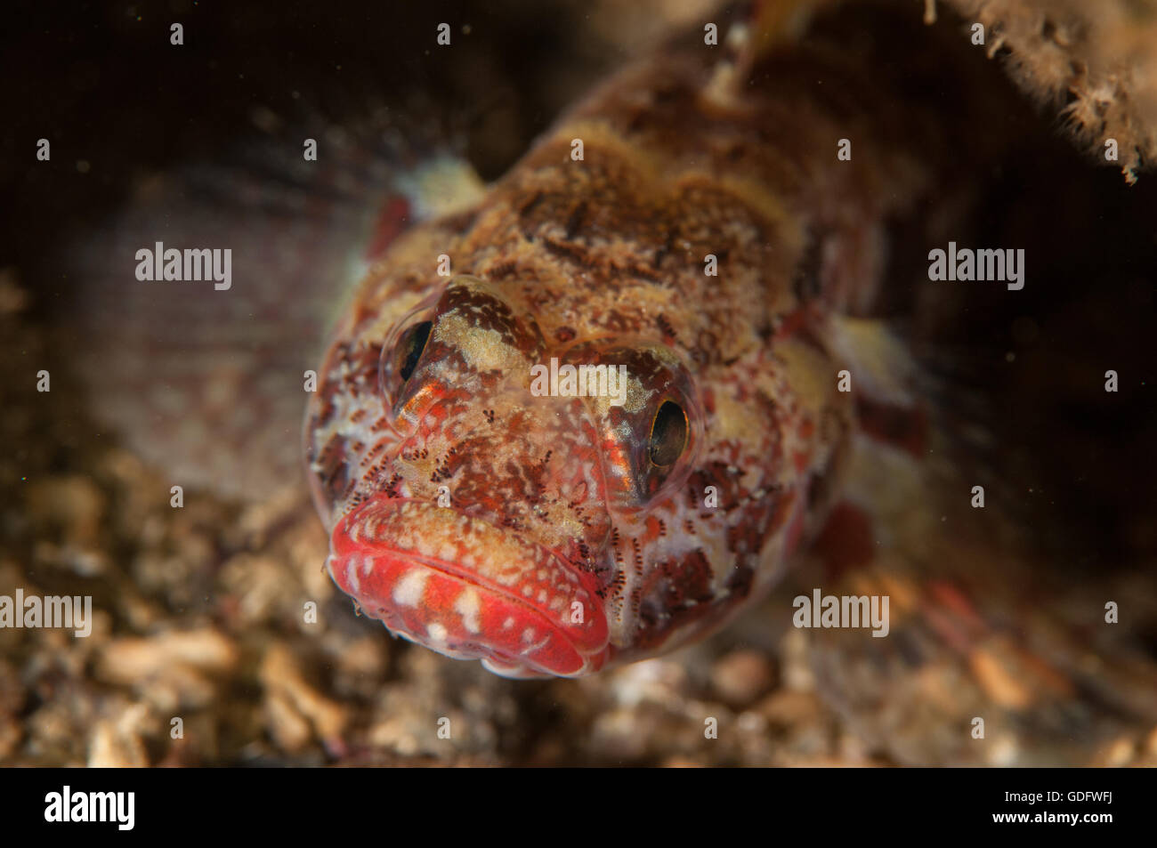Red-mouthed goby in Mediterranean Sea, L'escala, Spain Stock Photo