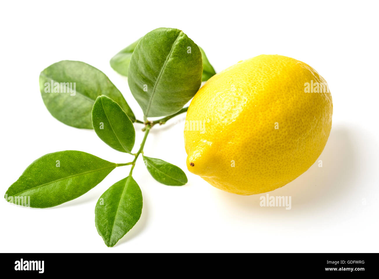 Lemon leaves single fruit hi-res stock photography and images - Alamy