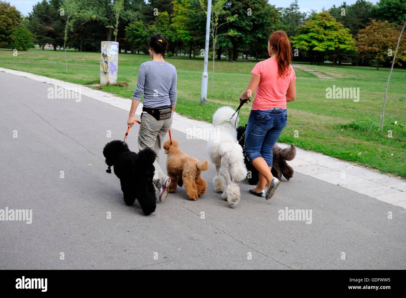 Women walking their dogs in park in Belgrade Stock Photo - Alamy