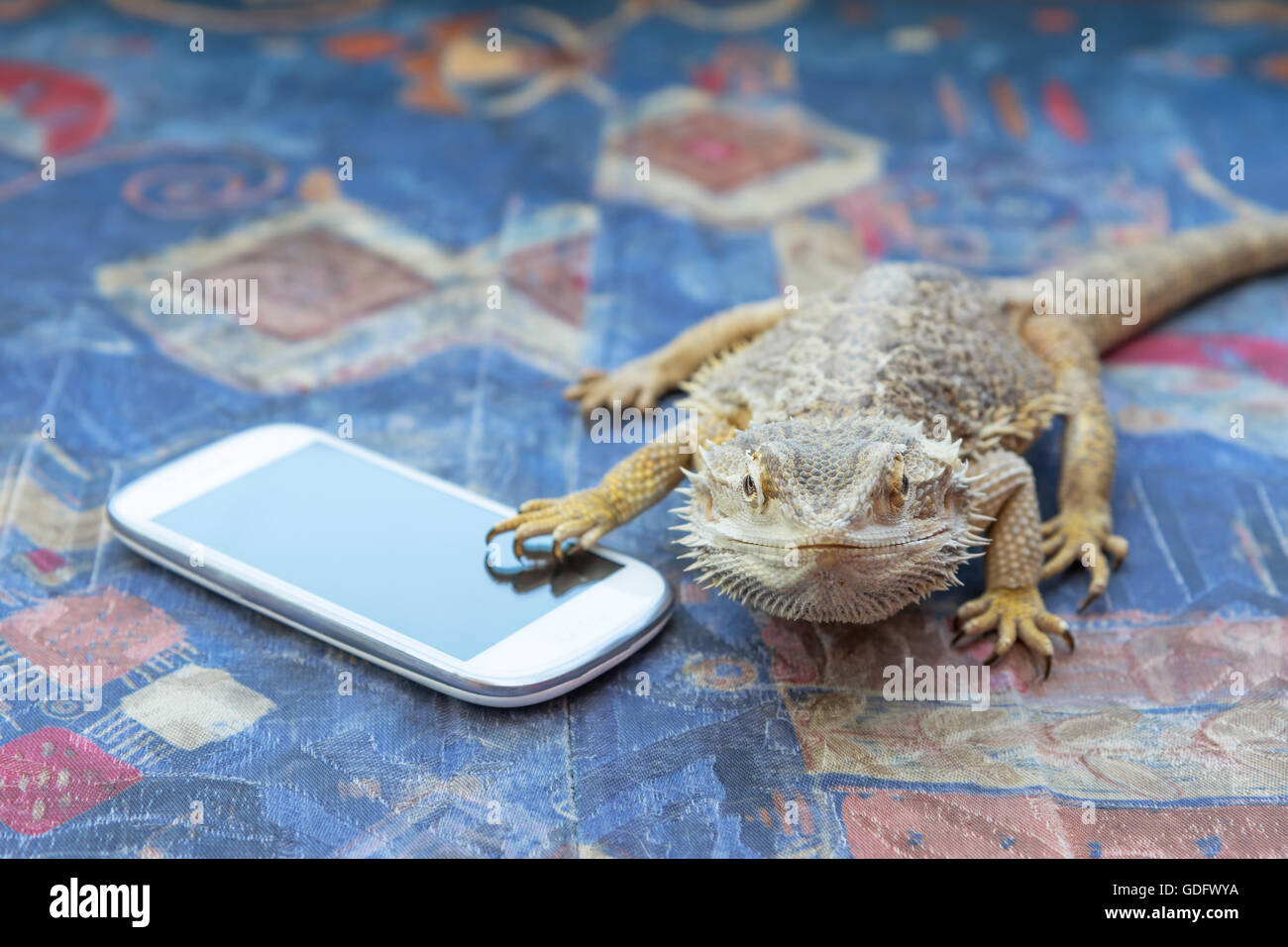 Closeup front view of Agama lizard lying on a sofa. Smart phone is