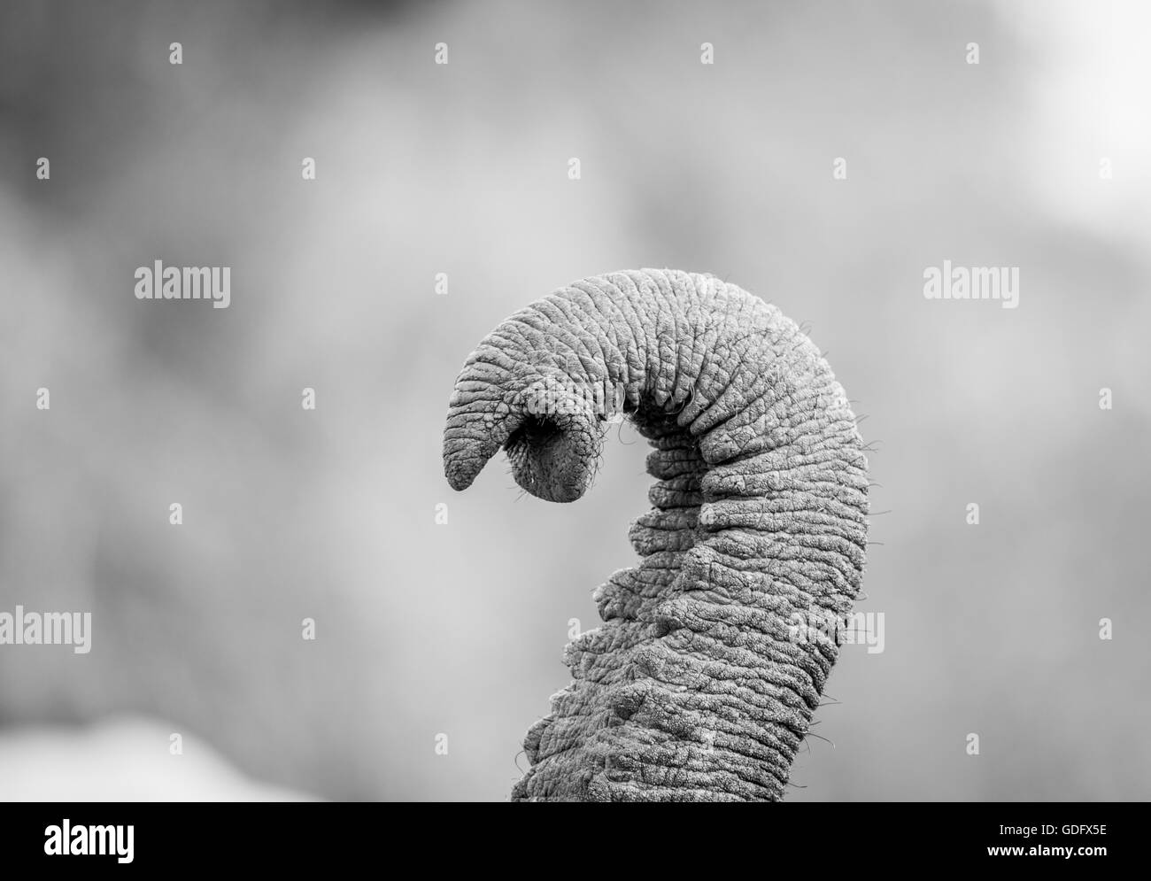 Elephant trunk in black and white in the Kruger National Park, South
