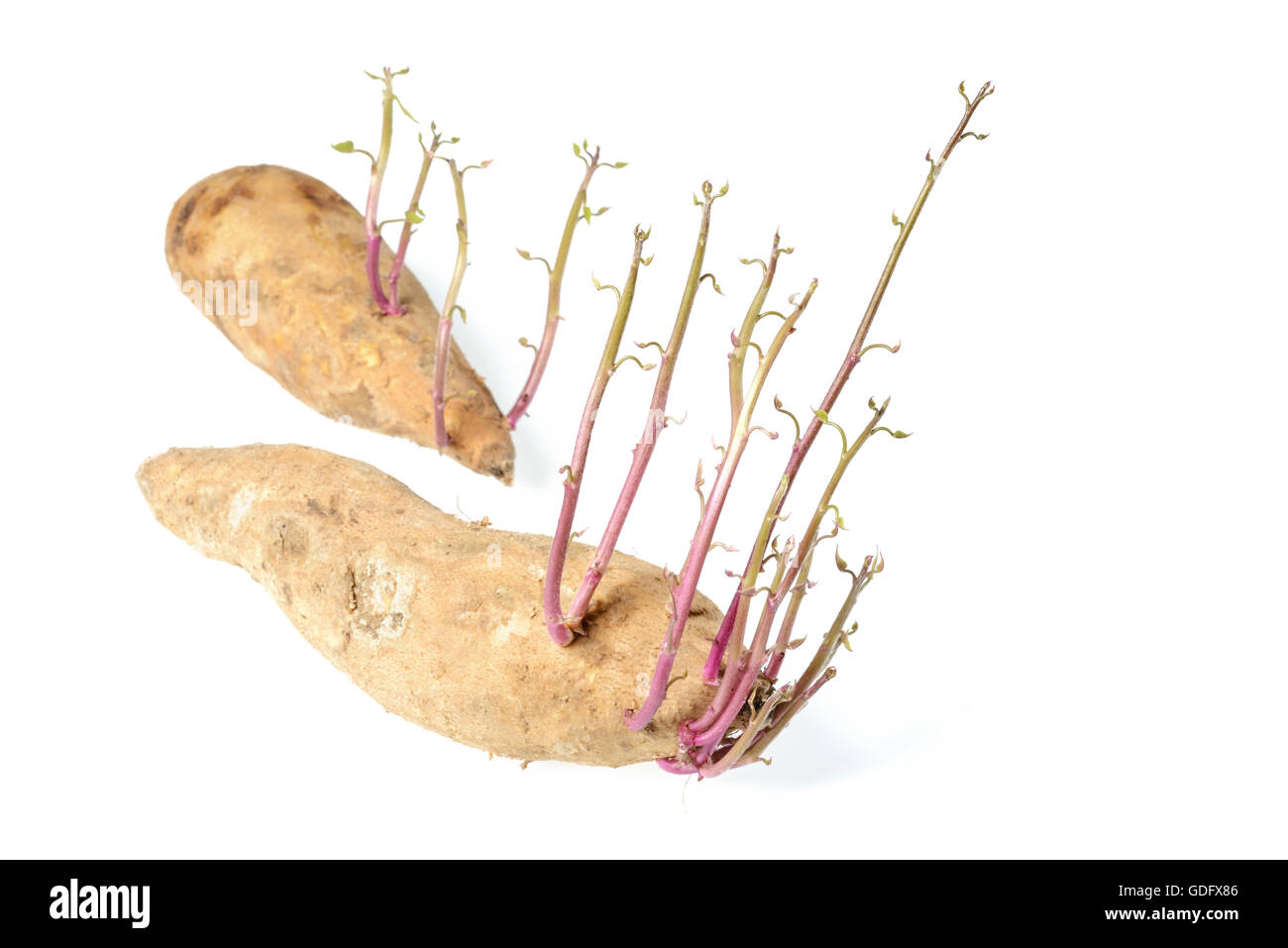 sweet potato sprout on white Stock Photo Alamy