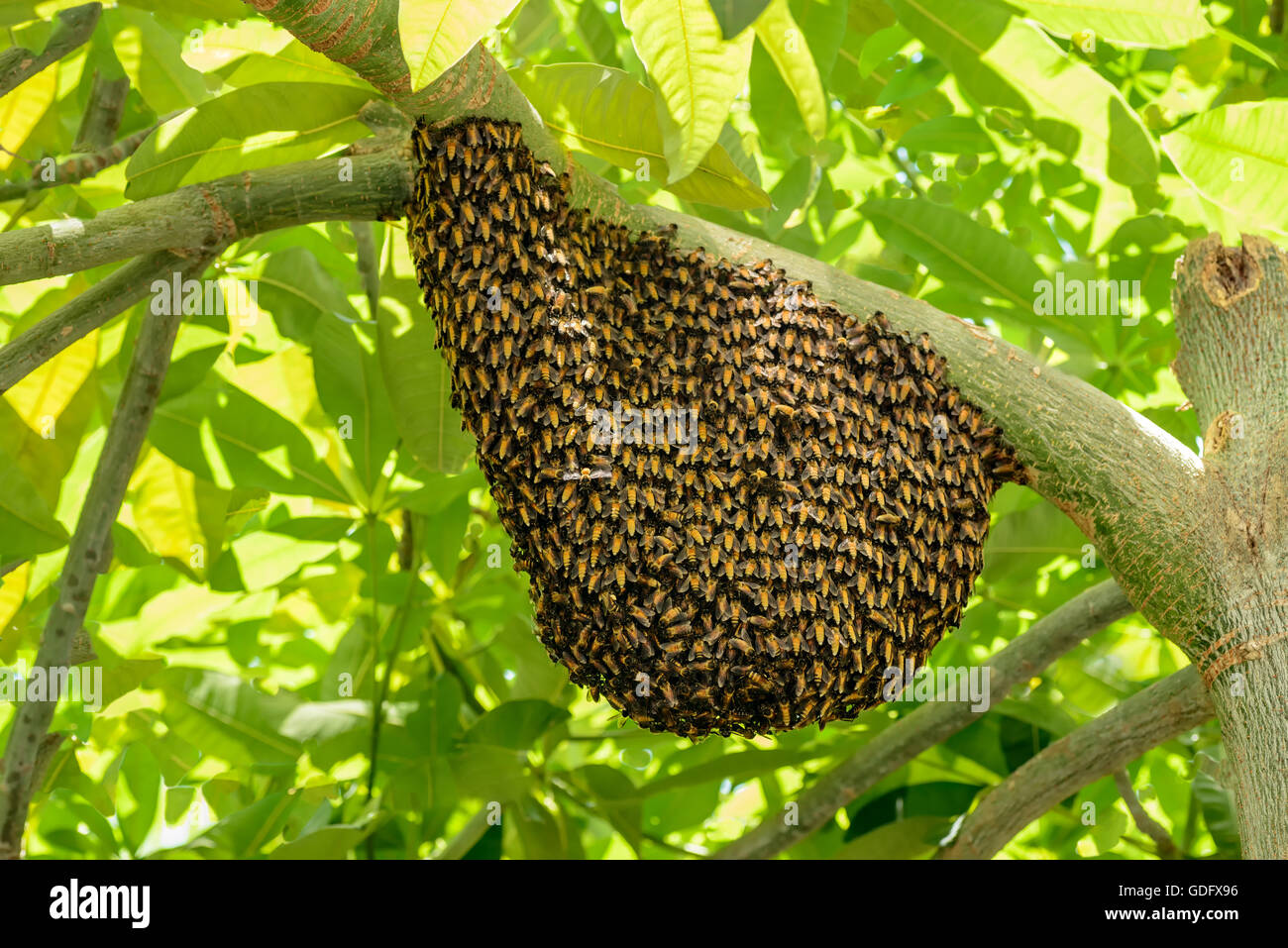 swarm of wasps Stock Photo