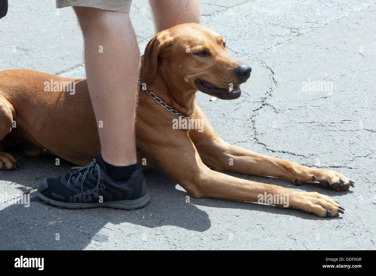 Rhodesian ridgeback dog lying between owner legs, man and dog Stock Photo