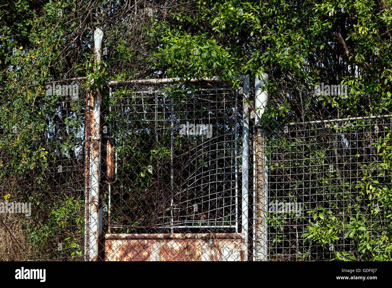 Ingrown rusted doors fence, garden Stock Photo