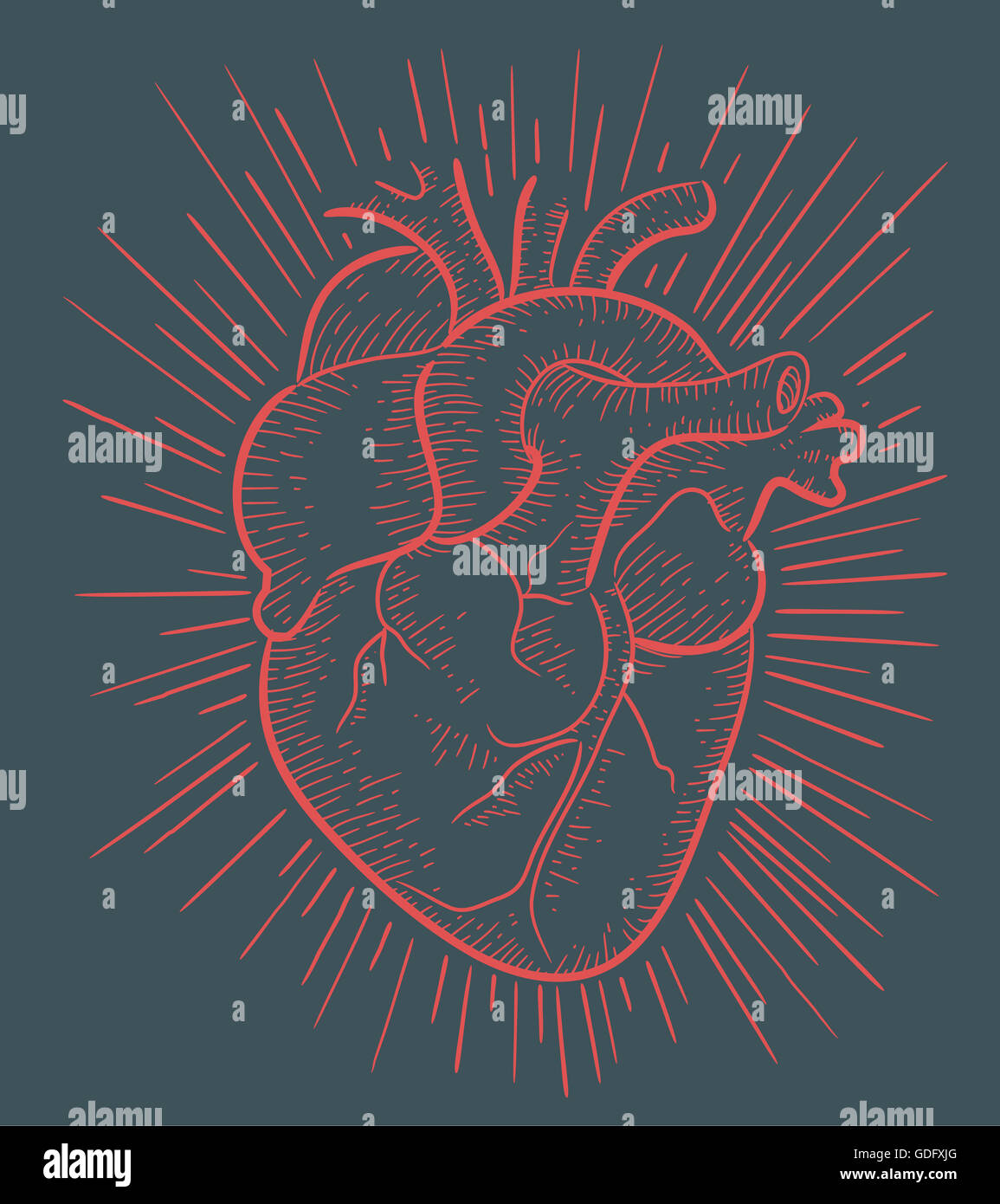 Hand drawn illustration or drawing of a human heart Stock Photo - Alamy