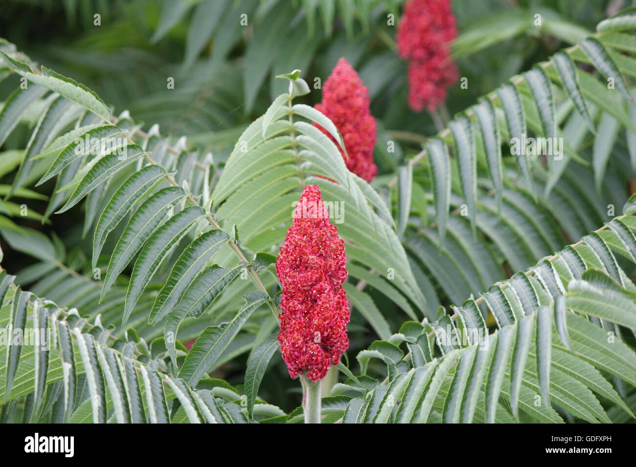 Staghorn Sumac (Rhus typhina) with red bob, along a country roadway in Kingston, Ontario Canada Stock Photo