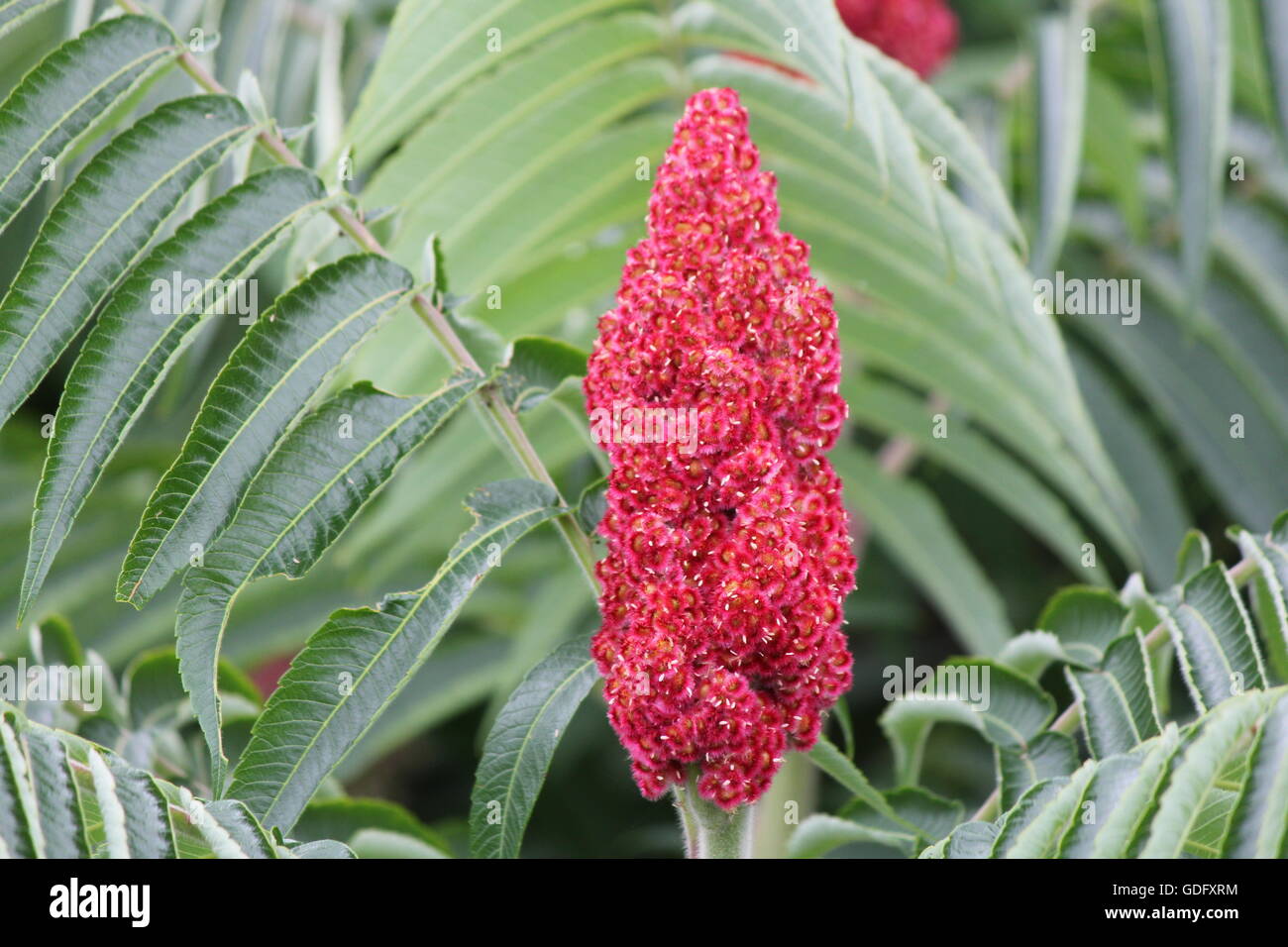 Staghorn Sumac (Rhus typhina) with red bob, along a country roadway in Kingston, Ontario Canada Stock Photo