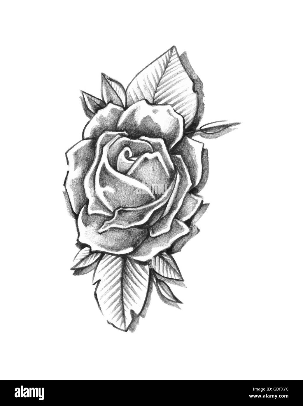 Rose flower drawing Black and White Stock Photos & Images Alamy
