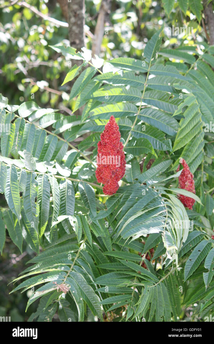 Staghorn Sumac (Rhus typhina) with red bob, along a country roadway in  Kingston, Ontario Canada Stock Photo - Alamy