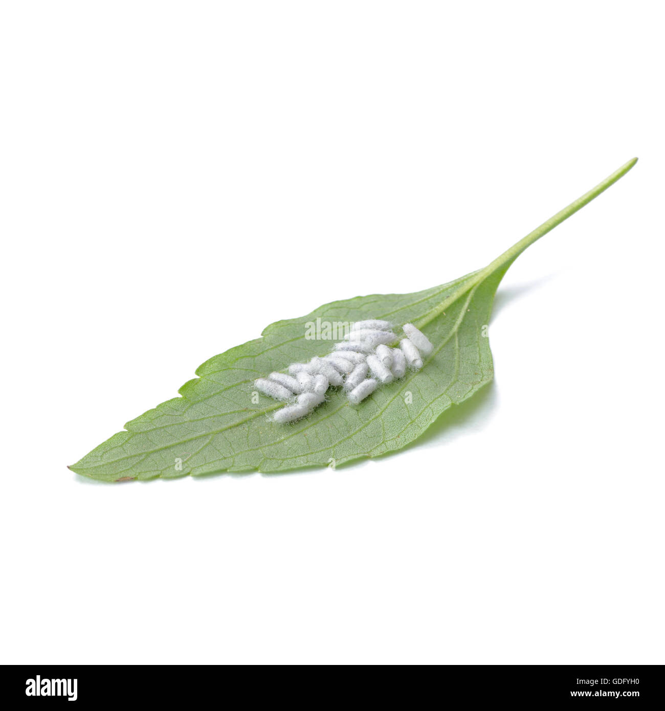 cocoons on the leaf Stock Photo Alamy