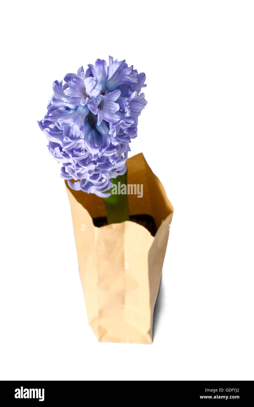purple hyacinth flowers in paper bag Stock Photo