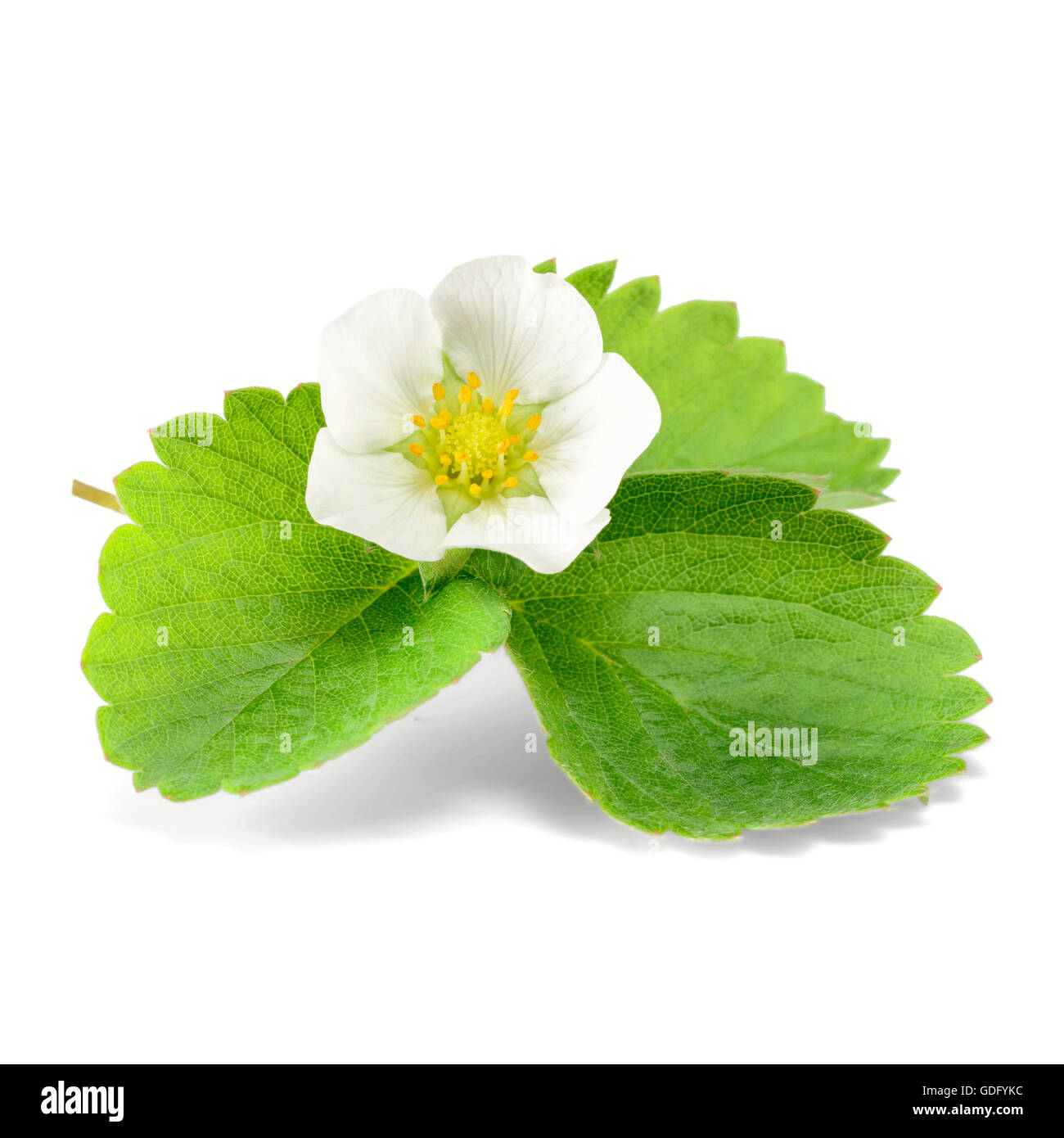 fresh strawberry flower and leaf on white Stock Photo - Alamy