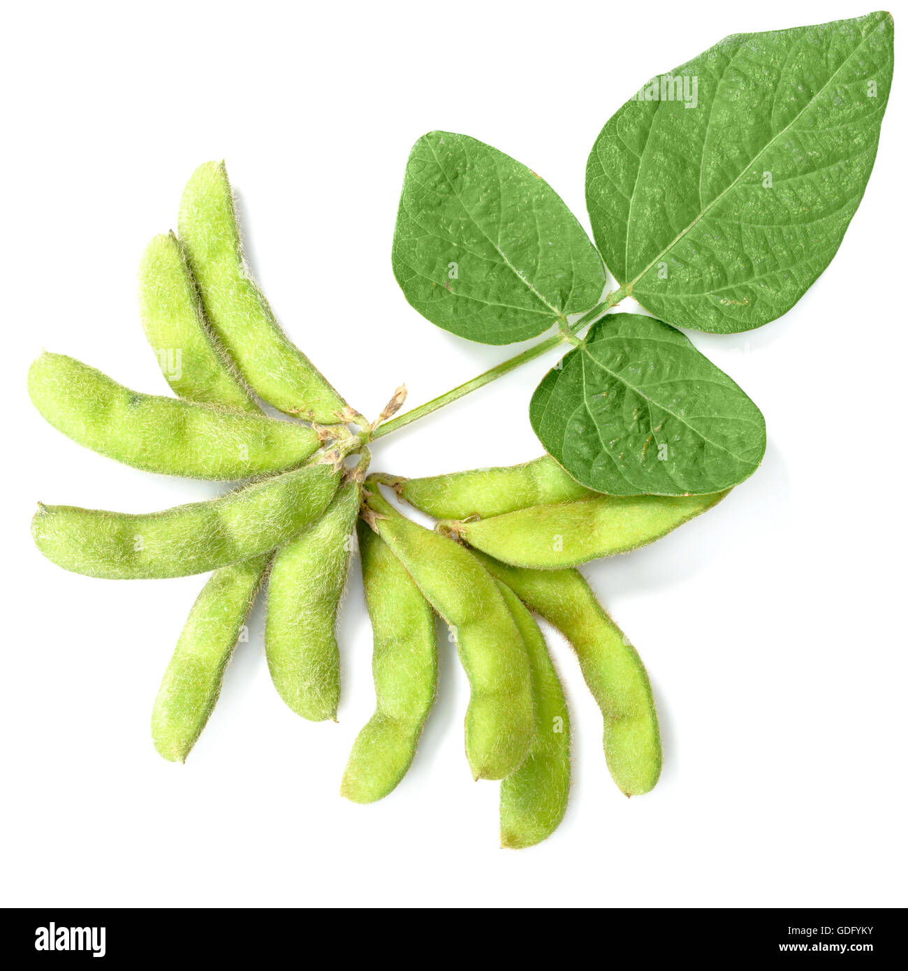 fresh young soybean on white Stock Photo Alamy