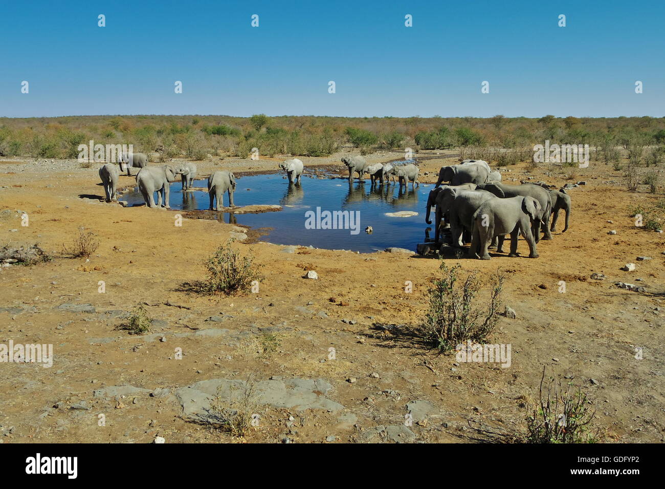 Group of Elephants at the waterhole Stock Photo