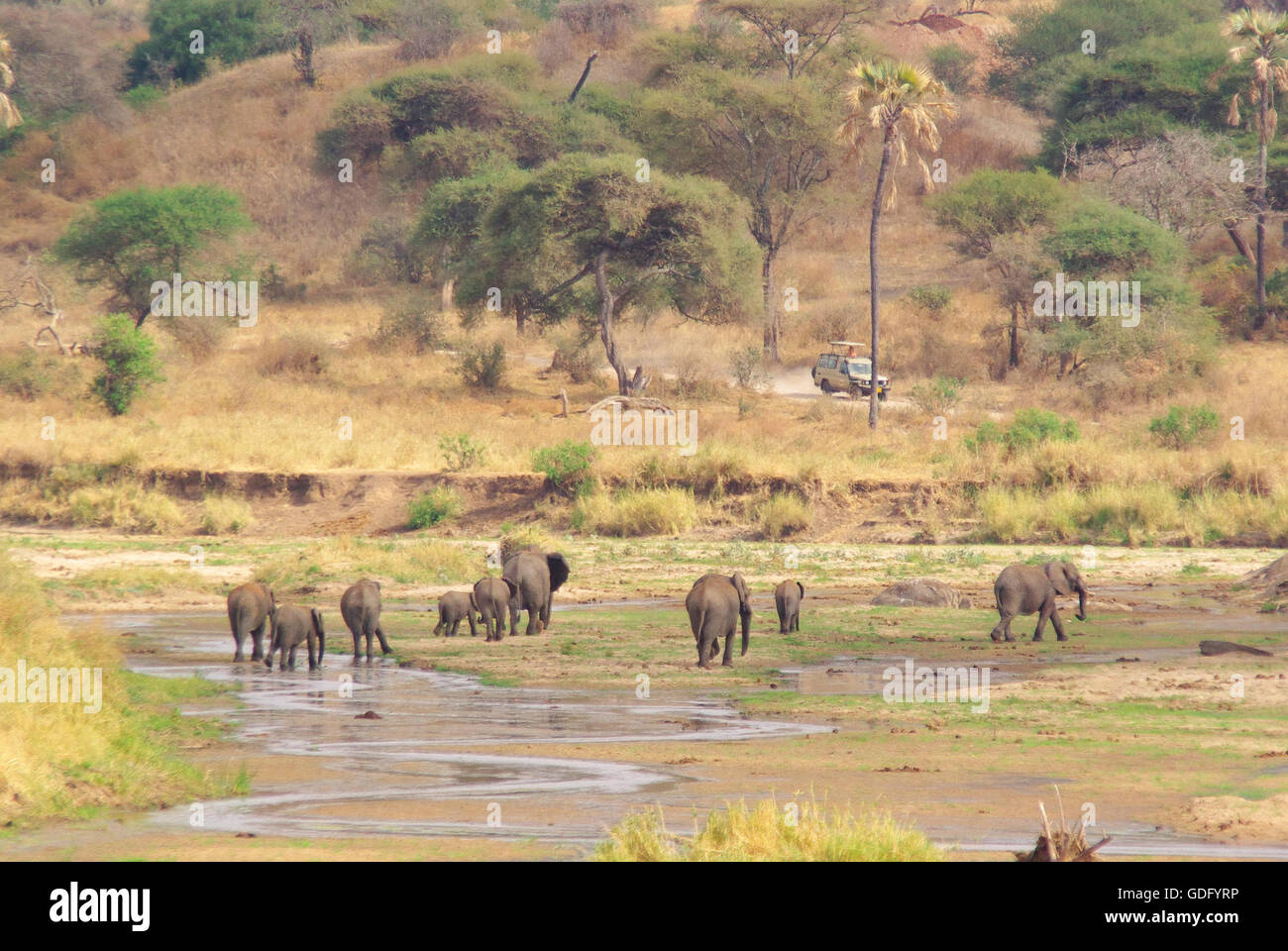 Elephants on the river Stock Photo