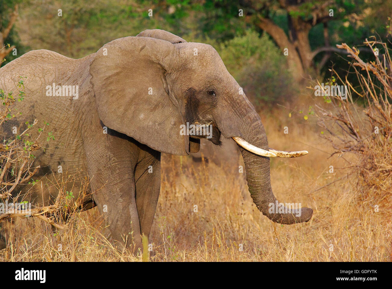Zebra giraffe elephant africa hires stock photography and images Alamy