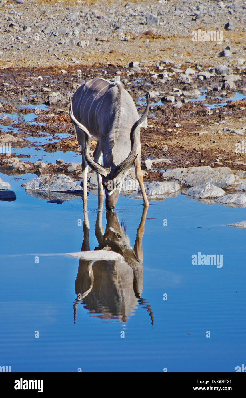 Kudu drinking Stock Photo