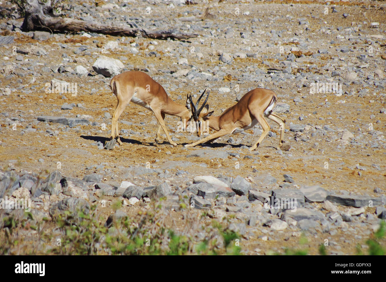 Gazelles fighting Stock Photo