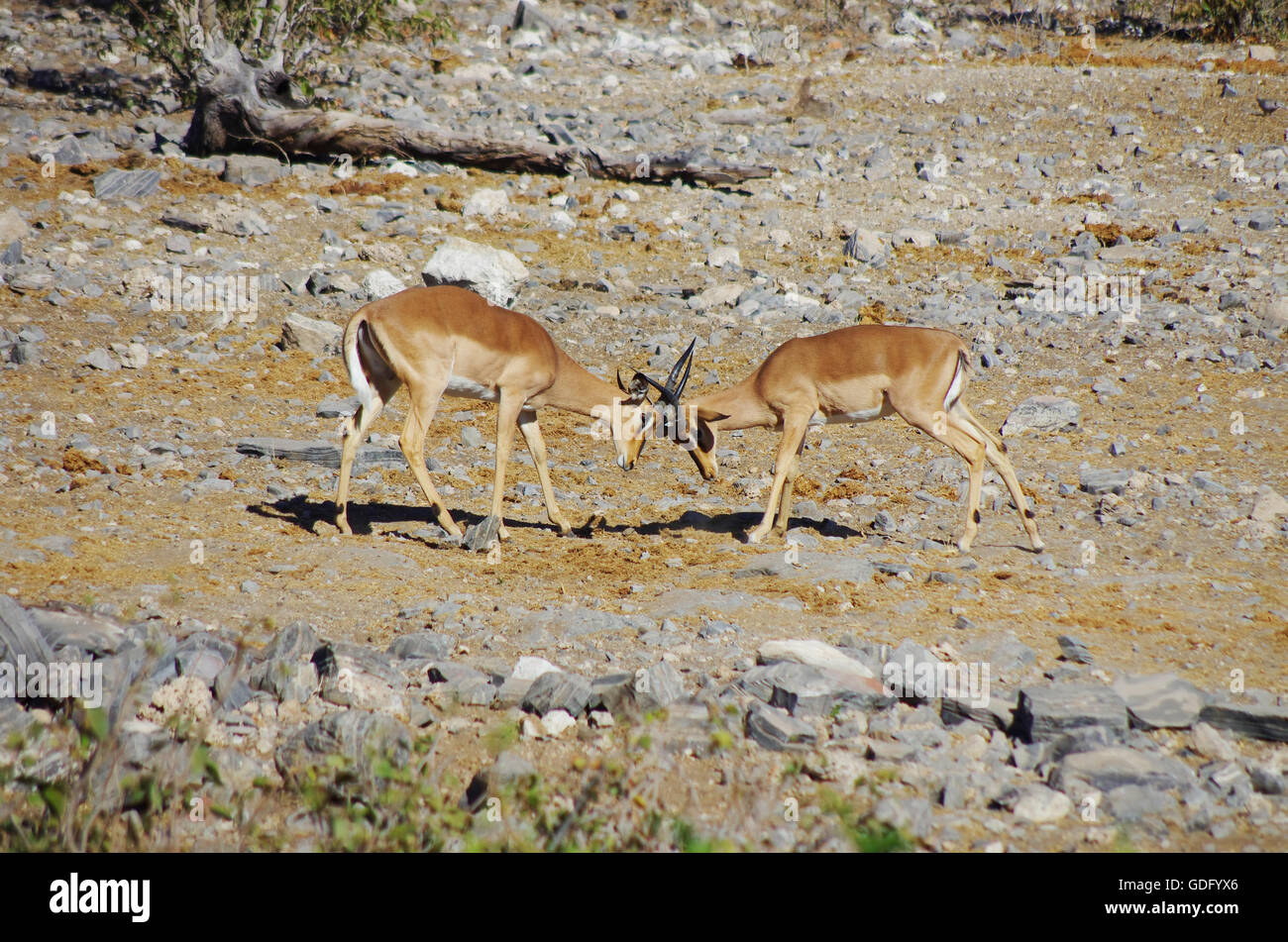 Gazelles fighting Stock Photo