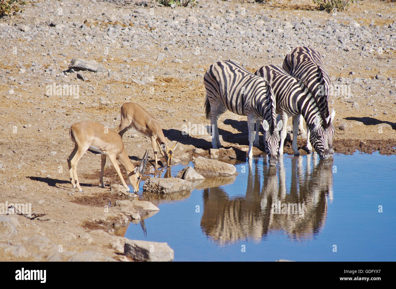 Zebras and gazelle drinking Stock Photo