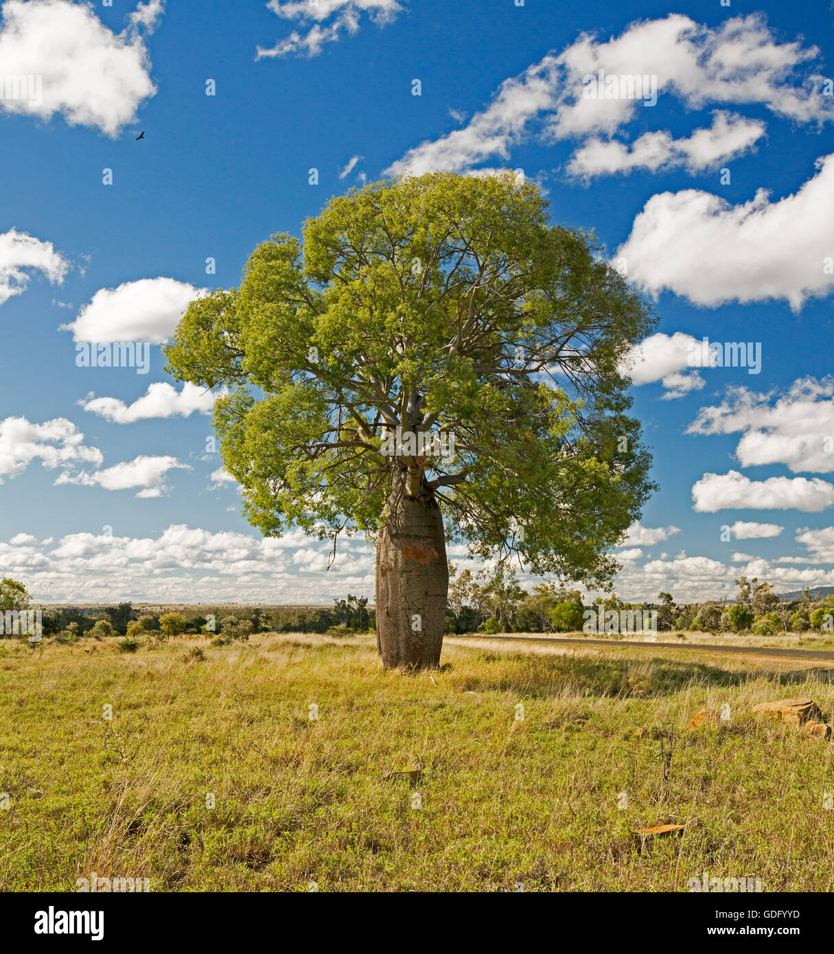 Bottle tree Brachychiton rupestris on golden grassy plains in central Queensland with Carnarvon ranges on horizon under blue sky Stock Photo